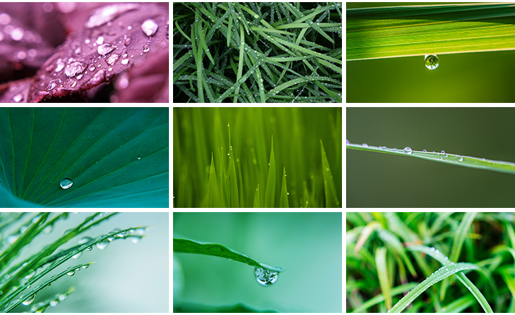水珠清新绿色露珠露水青草小草叶子雨后水滴JPG高清图片设计素材插图8