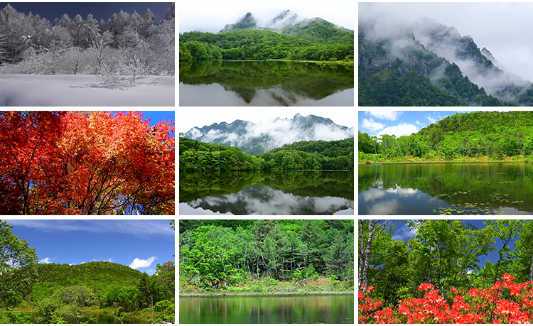 4K山川河流瀑布湖泊云海花朵花草植物自然风景实拍高清长视频素材插图8