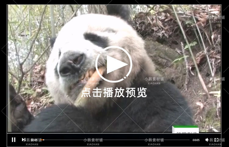 野生动物保护纪录片熊猫列传全10集中视频自媒体解说高清视频素材插图7