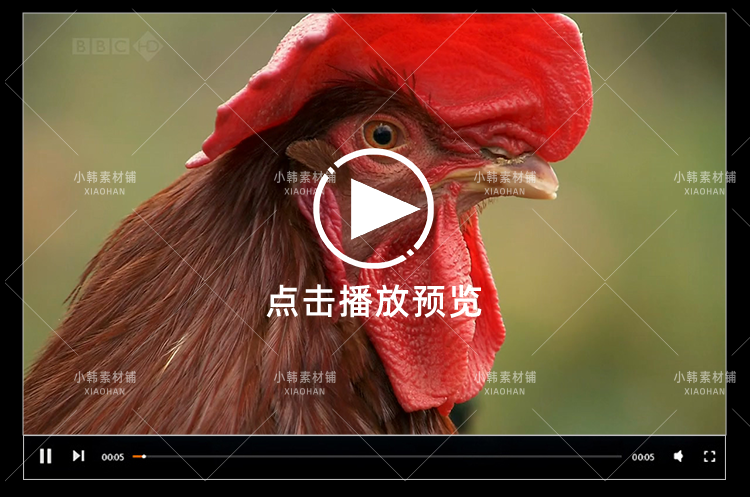BBC动物驯养纪录片家禽家畜的私生活中视频自媒体解说高清视频插图7