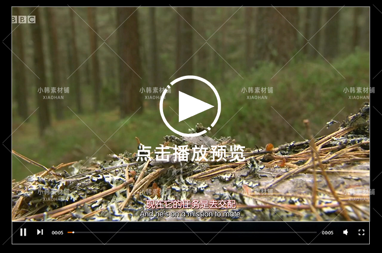BBC野生动物纪录片高地苏格兰狂野之心中视频自媒体解说视频素材插图6