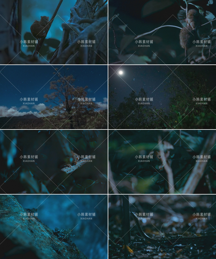 野生动物纪录片夜色中的地球1-2季中视频自媒体解说高清视频素材插图7