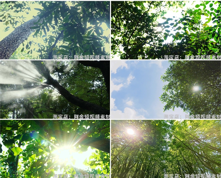 4K夏日阳光绿叶空境树叶小清新风景素材高清自然治愈系短视频背景插图7