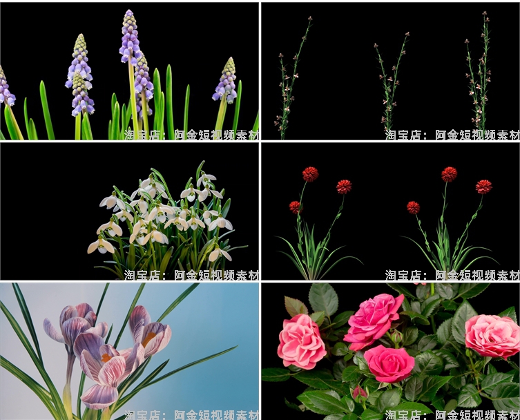 花朵盛开过程万物生长春天鲜花植物延时发芽开花盛开实拍视频素材插图7