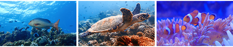海底世界海洋生物动物小鱼群鱼类珊瑚礁抖音设计高清背景图片素材插图8
