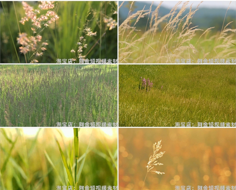 唯美野花野草自然植物夕阳风景素材高清旅游自然治愈系短视频背景插图8