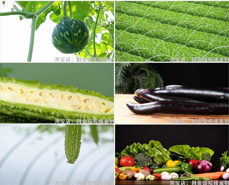新鲜有机绿色蔬菜种植农业农产品生态健康大棚食材实拍短视频素材插图8