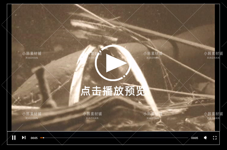 新西兰野生动物纪录片动物趣闻之最中视频自媒体解说高清视频素材插图7