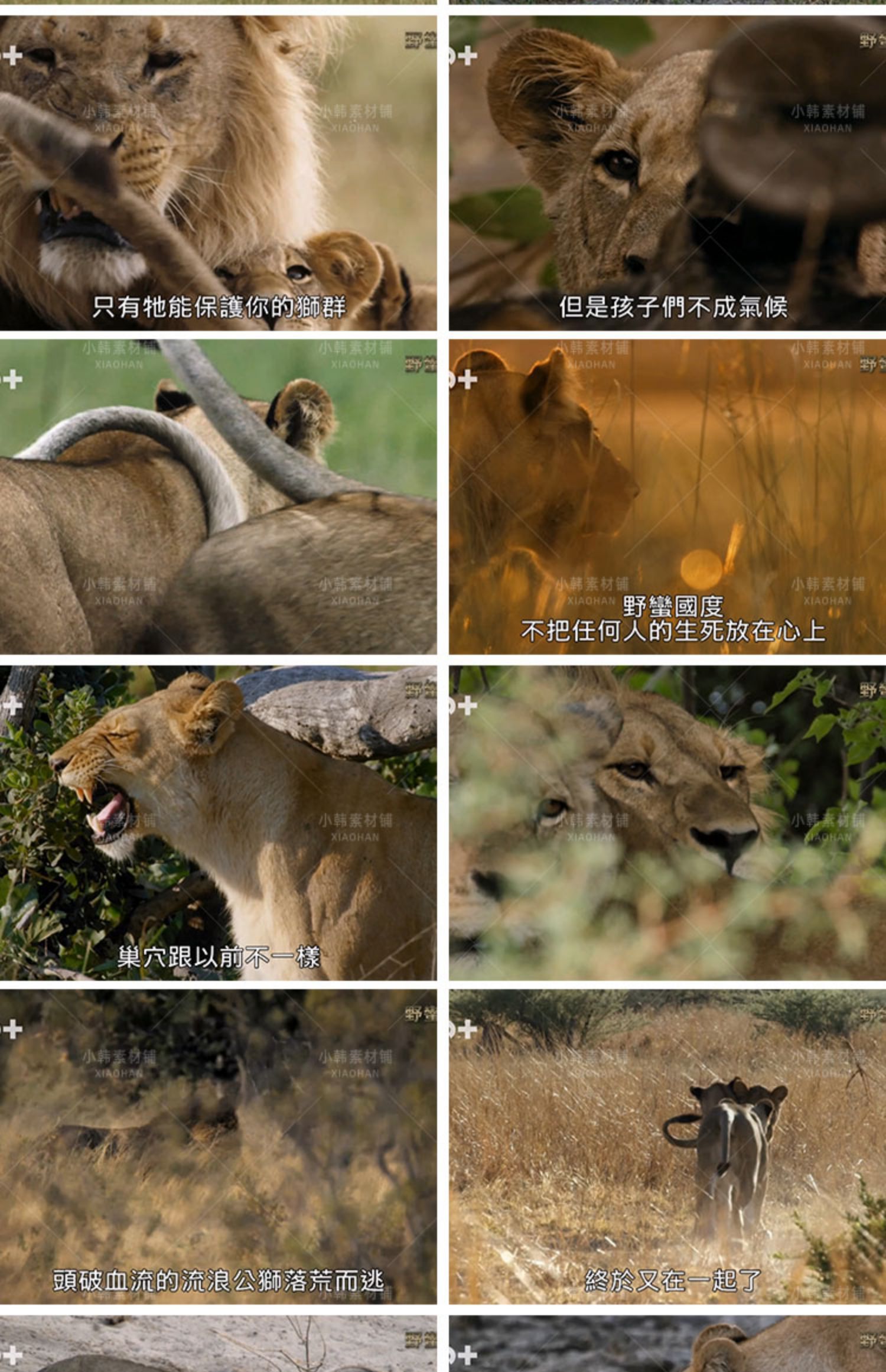 野生动物版权利的游戏野蛮王国1-3季自媒体快手抖音视频剪辑素材插图10