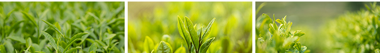 茶园茶山上茶叶茶树嫩芽绿茶采茶梯田茶场田园自然风光图片照素材插图10