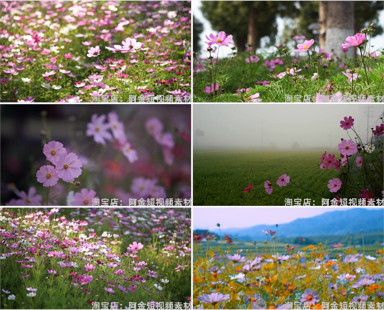 4K格桑花花海短视频素材春天唯美自然风景鲜花花朵盛开实拍背景插图4
