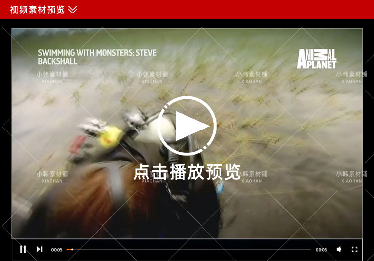 野生动物研究纪录片与怪物一起游泳中视频自媒体解说高清视频素材插图3