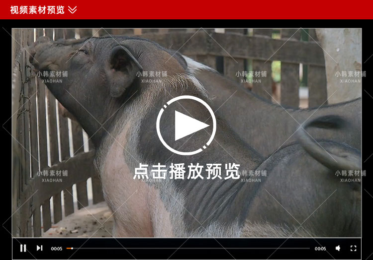 小猪佩奇可爱动物横版高清抖音自媒体pr剪辑背景视频素材插图3