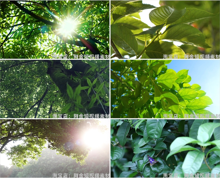 4K夏日阳光绿叶空境树叶小清新风景素材高清自然治愈系短视频背景插图4