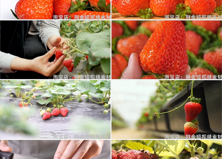 草莓种植园水果采摘大棚果园红色特写抖音短视频高清实拍素材剪辑插图3