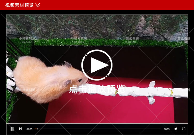 宠物趣味行为纪录片小仓鼠闯迷宫1-3季中视频自媒体解说视频素材插图4