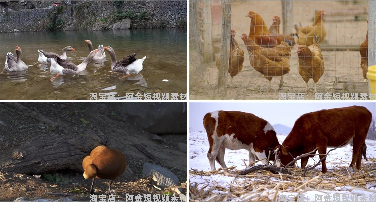 鸡鸭牛羊家禽类养殖耕牛群猪圈抖音短视频自媒体高清实拍素材剪辑插图4