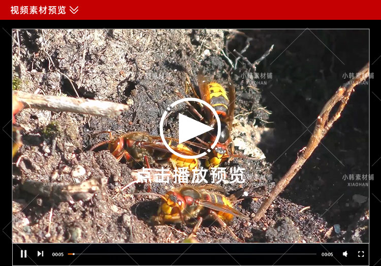 动物研究纪录片动物迷惑行为1-3季中视频自媒体解说高清视频素材插图3