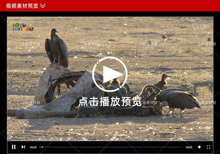 非洲野生动物纪录片野性风标1-2季中视频自媒体解说高清视频素材插图3