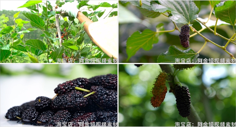 桑葚桑树果实果园农产采摘水果抖音短视频自媒体高清实拍素材剪辑插图4