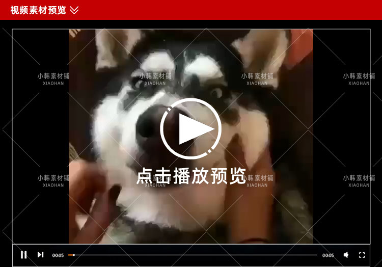 搞笑幽默动物宠物萌宠短视频设计素材可爱猫咪狗狗爆笑呆萌高清插图4