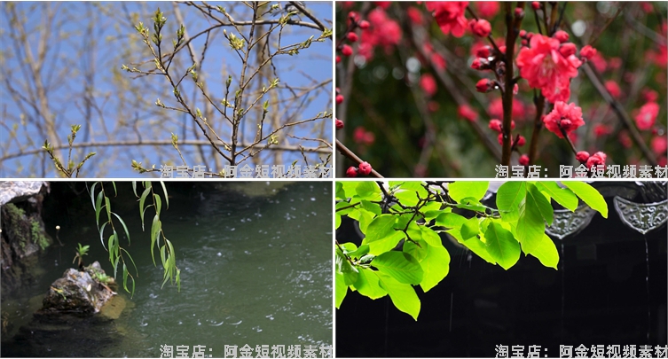 下雨雨滴绿叶清新绿色植物风景素材高清旅游自然治愈系短视频背景插图4