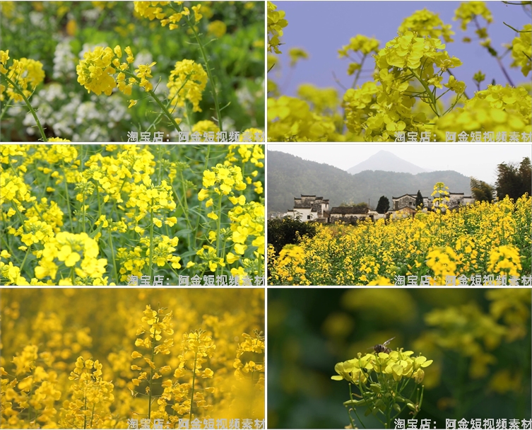 油菜花海唯美春天田园横屏风景素材高清旅游自然治愈系短视频背景插图4