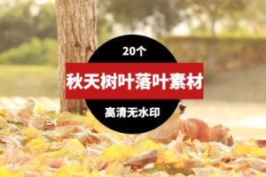 秋天树木落叶高清短视频素材