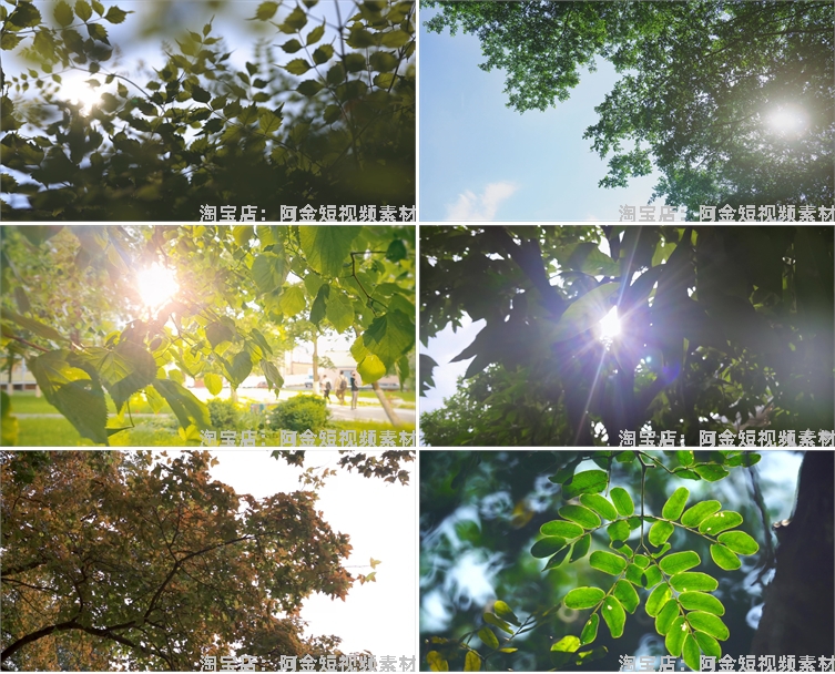 4K夏日阳光绿叶空境树叶小清新风景素材高清自然治愈系短视频背景插图3