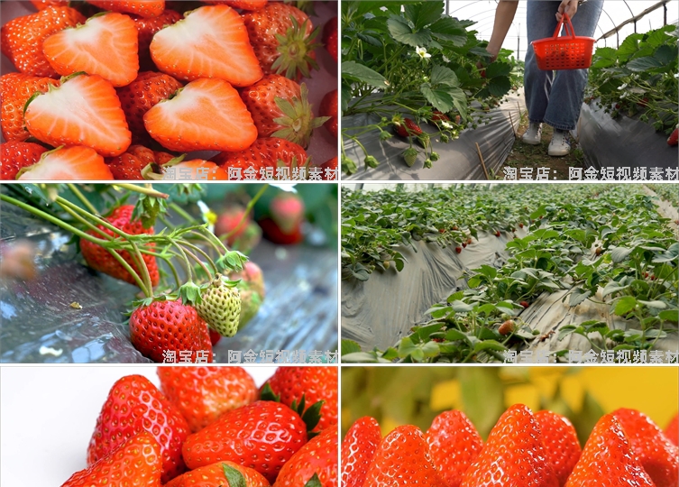 草莓种植园水果采摘大棚果园红色特写抖音短视频高清实拍素材剪辑插图2