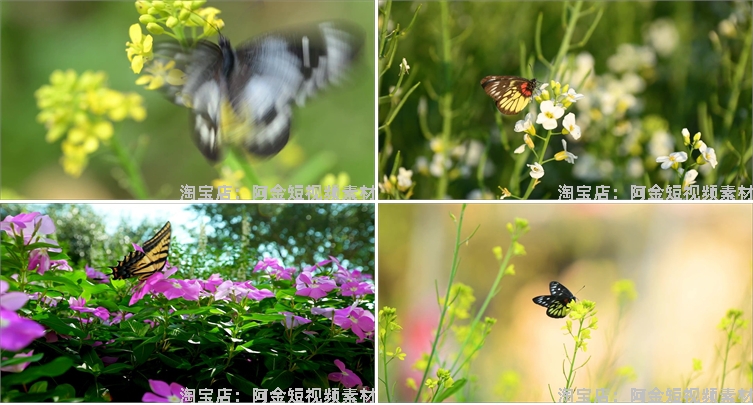 蝴蝶飞舞合集春天花朵自然风景抖音短视频自媒体高清实拍素材剪辑插图8