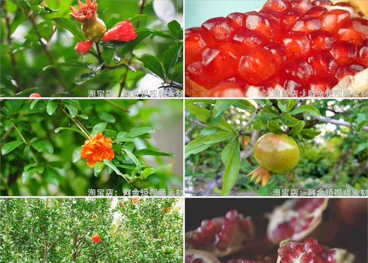石榴种植园水果成熟红石榴树果实特写抖音短视频高清实拍素材剪辑插图3