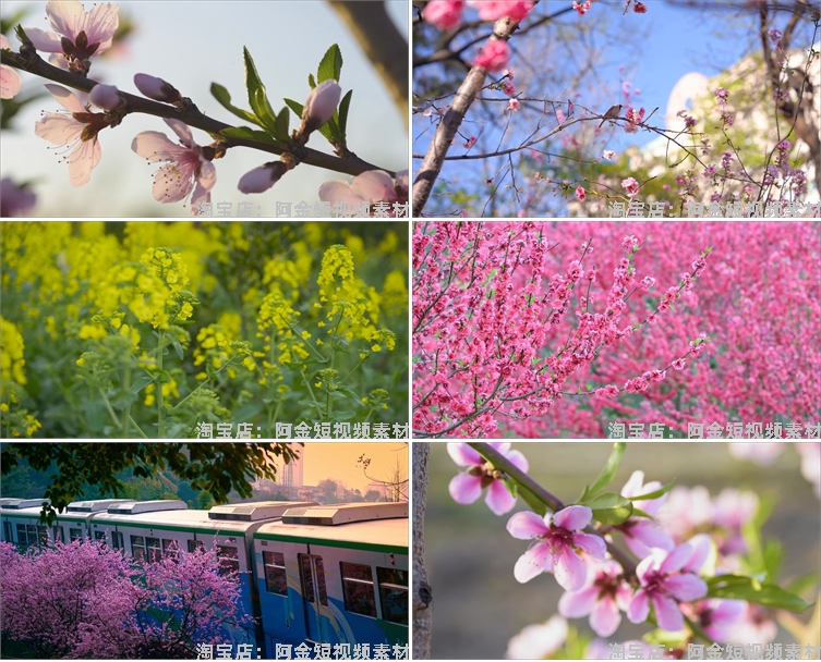 唯美浪漫桃花春暖花开乡村风景素材高清旅游自然治愈系短视频背景插图3
