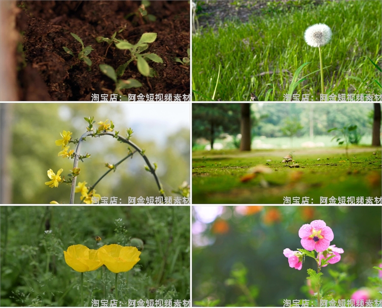植物生长种子快速发芽延时绿色幼苗破土而出春天视频剪辑视频素材插图3