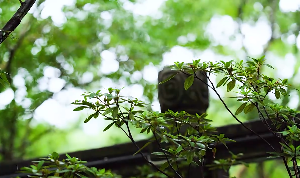 小雨树屋下雨视频素材