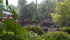拱桥池塘下雨视频素材
