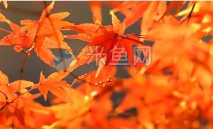 深秋红叶随风摆动视频素材