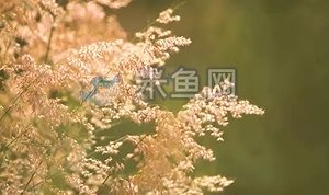 阳光下微风吹过野草视频素材