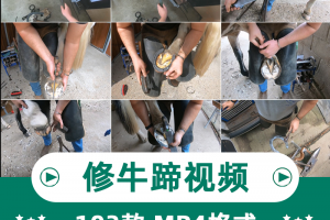 2023解压减压手艺人修理马蹄牛蹄铁锭剪毛驴指甲修复高清视频素材