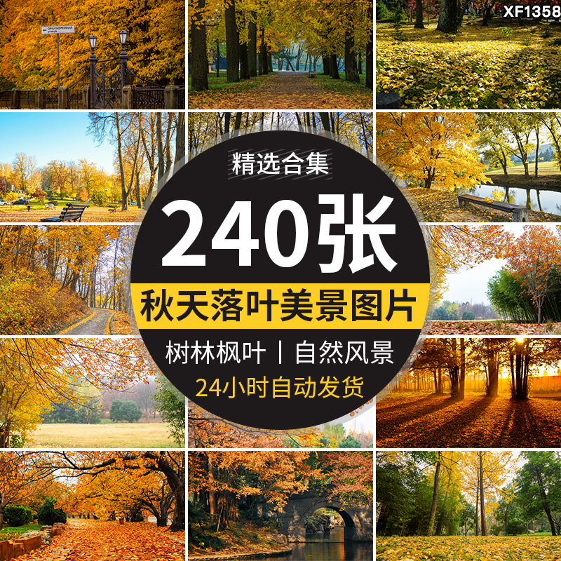 枫叶红叶银杏树林落叶黄叶子飘落秋季林间小道路秋天风景图片素材插图