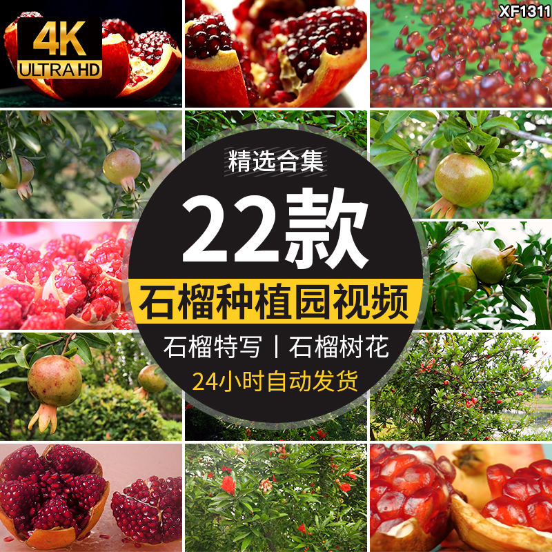 石榴种植园果园水果软籽石榴树开花结果植物实拍特写剪辑视频素材插图