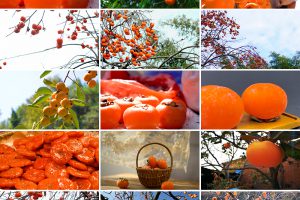 秋季农业种植柿子树柿子饼枝头成熟丰收柿子水果实拍高清视频素材