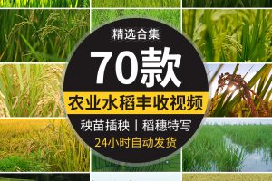 水稻谷物成熟稻穗农业丰收秋天秋季稻田特写秧苗插秧田间视频素材