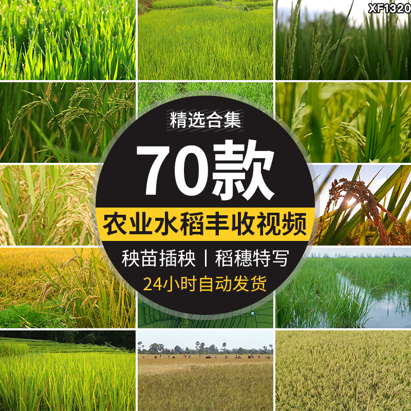 水稻谷物成熟稻穗农业丰收秋天秋季稻田特写秧苗插秧田间视频素材插图