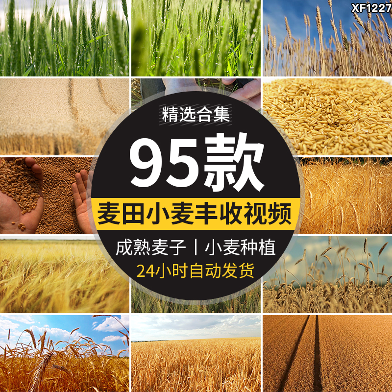 农业丰收秋季麦田发展麦苗青绿色麦穗金色小麦子成熟粮食视频素材插图