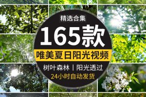 夏日阳光穿透过树叶青翠绿色森林空境头大自然树木树林短视频素材