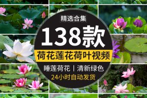 唯美夏天荷花荷塘蜻蜓荷叶莲花特写镜头清新绿色植物睡莲视频素材