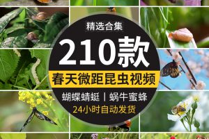 清新大自然微距昆虫绿叶子花朵蜗牛蝴蝶蜜蜂小虫子特写短视频素材