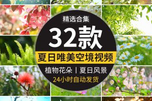 夏日风景阳光透穿过绿叶唯美自然空境头植物花朵春暖花开视频素材