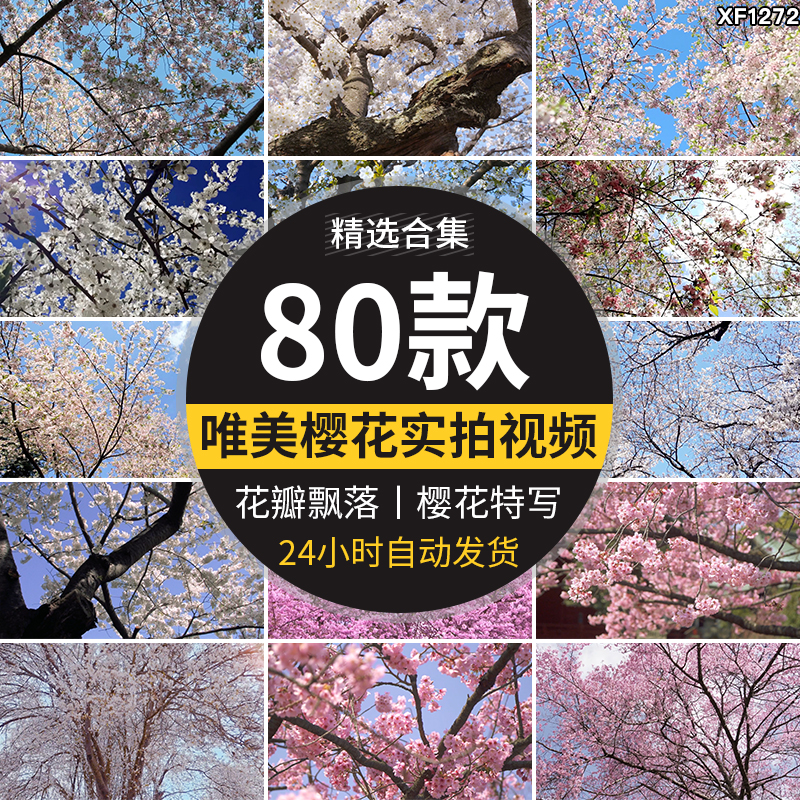 樱花树枝花海唯美浪漫花瓣飘飞春天风景粉色白色实拍空境视频素材插图